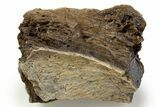 Fossil Tyrannosaur (T rex) Bone Section - Wyoming #314039-1